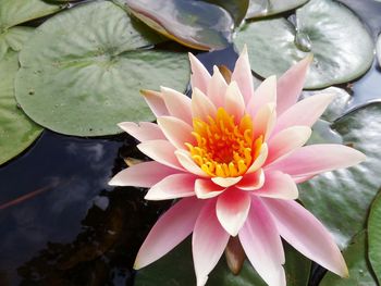 Close-up of lotus water lily in lake