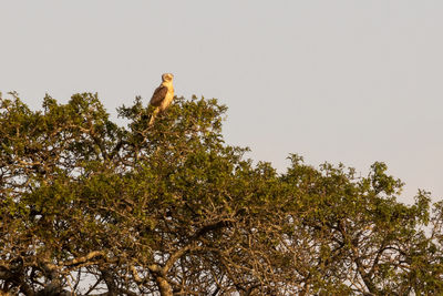 Low angle view of bird perching on tree against sky