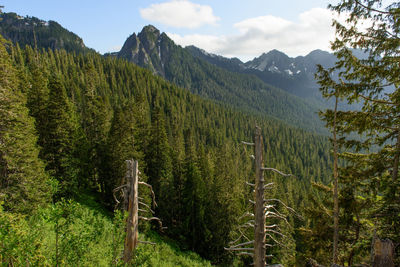 Scenic view of pine trees in forest against sky