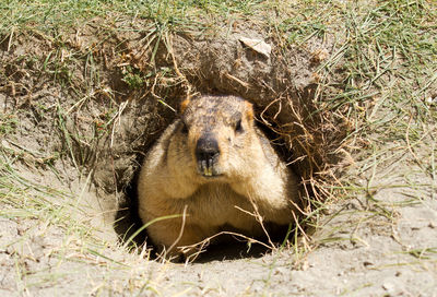 High angle view of an animal on field