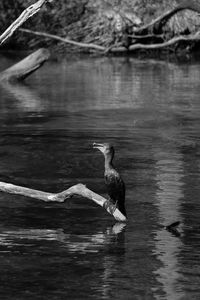 Duck swimming in a lake