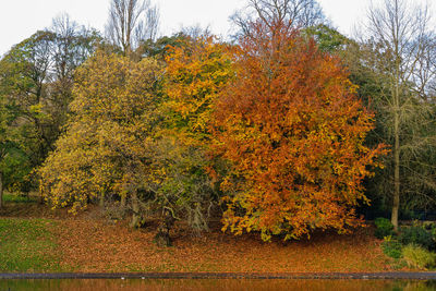 Close-up of autumn trees against sky