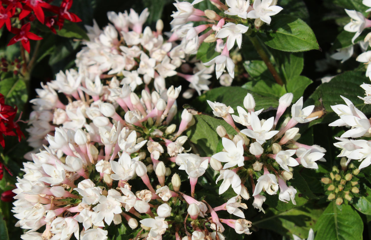 CLOSE-UP OF FLOWERING PLANTS