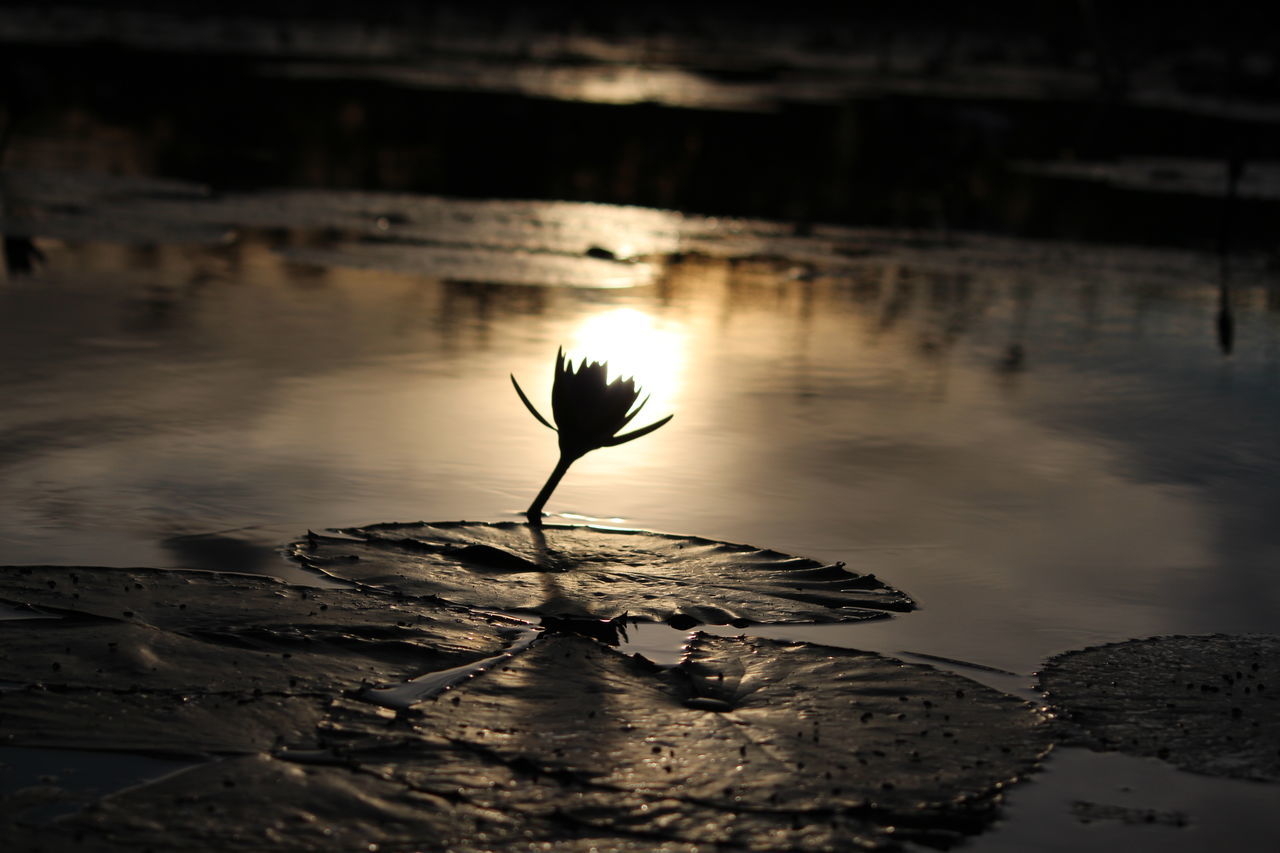 water, reflection, nature, no people, beauty in nature, outdoors, waterfront, fragility, plant, lake, tranquility, sunset, day, close-up, floating on water, freshness