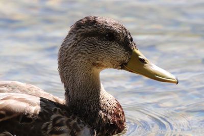 Close-up of swan swimming in lake