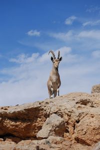 Ibex in mitzpe ramon on the edge of the crater machtesh ramon, israel