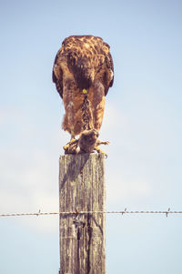 Low angle view of eagle feeding on prey at wooden pole against clear sky