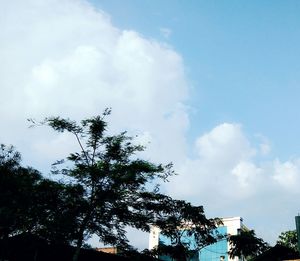 Low angle view of tree against sky