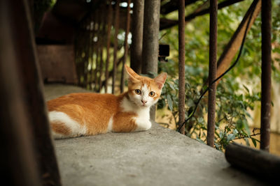 Close-up of cat