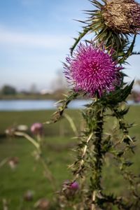 Close-up of fresh pink thistle flower against sky