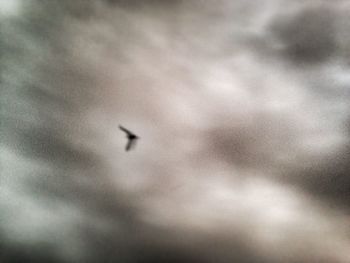 Low angle view of bird flying in sky