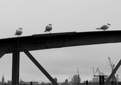 Low angle view of birds perching against sky