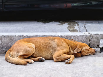 View of a sleeping dog