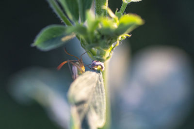 Close-up of insect on flower