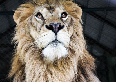 Close-up portrait of lion