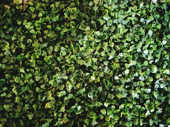 Full frame shot of leaves