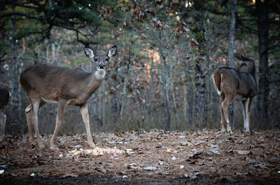 Deer in the pine barrens