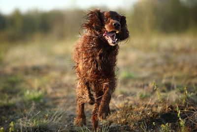 Dog standing on field