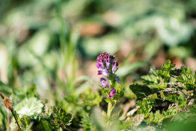 Close-up of purple flowering plants