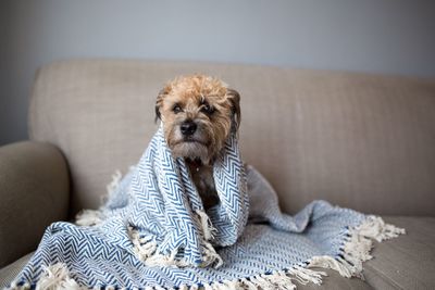 Puppy sitting on sofa at home