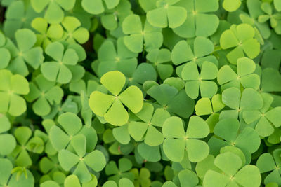 Full frame shot of green leaves