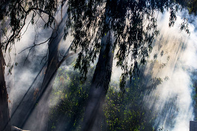 Low angle view of trees in forest against sky