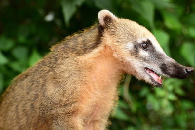 Coati. iguazu national park. misiones. argentina