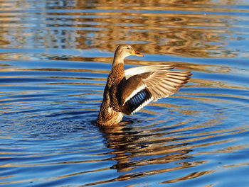 Duck swimming in a lake