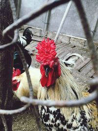 Close-up of rooster on branch