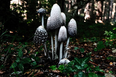 Close-up of mushroom growing in forest