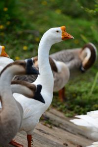 View of birds