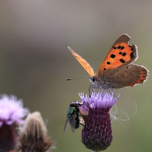 Close-up of butterfly pollinating on purple flower