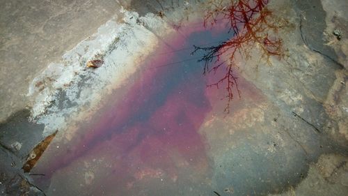 Trees in water