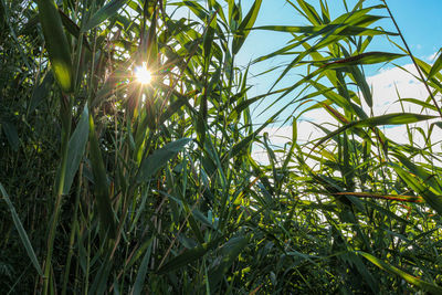 Low angle view of sunlight streaming through crops