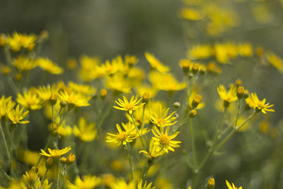 Close-up of yellow flowers blooming in field