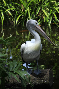 White bird perching on a lake