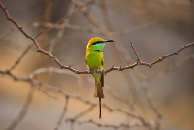 Low angle view of green bee eater