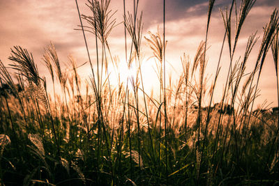 Scenic view of landscape against sky at sunset