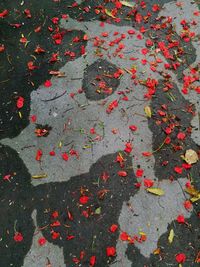 High angle view of fallen maple leaves during autumn