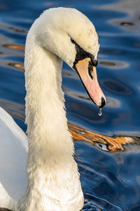 Close-up of swan swimming in lake