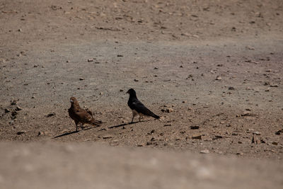 High angle view of birds perching on sand