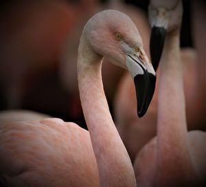 Close-up of bird
