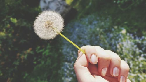 Close-up of woman hand holding dandelion flower