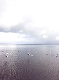 Birds flying over sea against sky