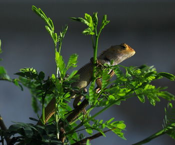 Close-up of green perching on tree