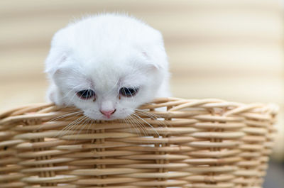 Cute scottish fold kitten standing in bamboo basket, pet and cat concept