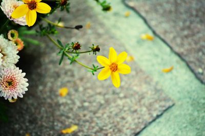 Close-up of yellow flower