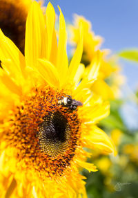 Close-up of honey bee on sunflower