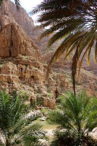 Palm trees on rock formation