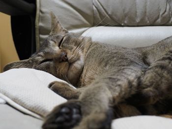 Cat sleeping on bed